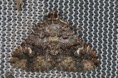 Ophiusini