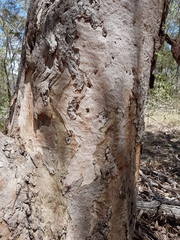 Eucalyptus seeana