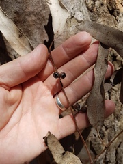Eucalyptus seeana