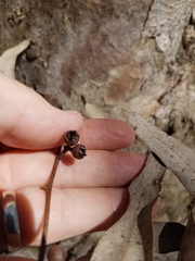 Eucalyptus seeana