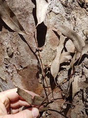 Eucalyptus seeana