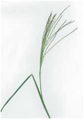 Digitaria parviflora