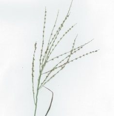 Digitaria brownii