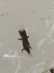 Neoscapteriscus vicinus