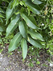 Annona glabra