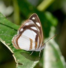 Dynamine athemon athemaena