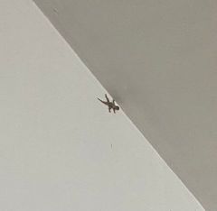 Hemidactylus platyurus