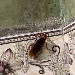 Periplaneta americana