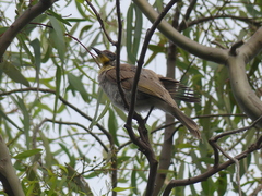 Philemon citreogularis