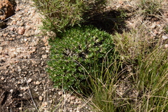 Euphorbia davyi