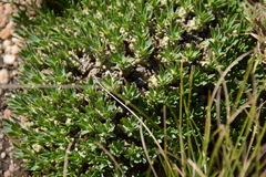 Euphorbia davyi