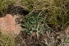 Euphorbia davyi