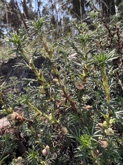 Margyricarpus