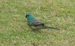 Psephotus haematonotus