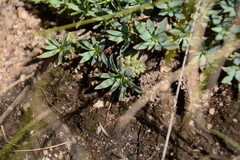 Euphorbia davyi