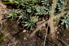 Euphorbia davyi
