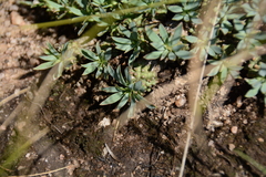 Euphorbia davyi