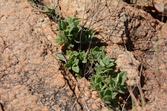 Tetradenia brevispicata