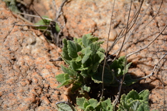 Tetradenia brevispicata