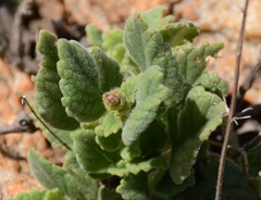 Tetradenia brevispicata