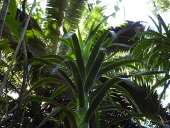 Dracaena americana