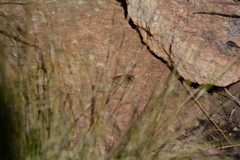 Stygionympha wichgrafi