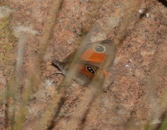 Stygionympha wichgrafi