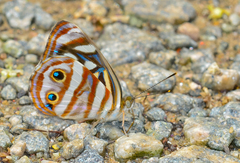 Dynamine postverta postverta