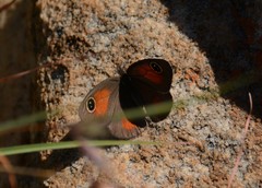 Stygionympha wichgrafi