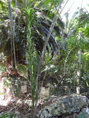 Dracaena americana