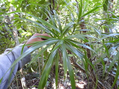 Dracaena americana