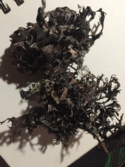 Masonhalea richardsonii