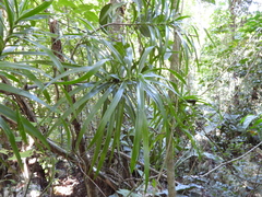 Dracaena americana