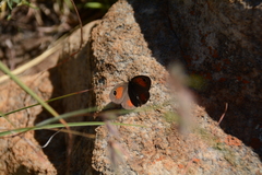 Stygionympha wichgrafi
