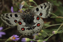 Parnassius nomion