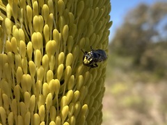 Hylaeus alcyoneus