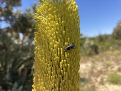 Hylaeus alcyoneus