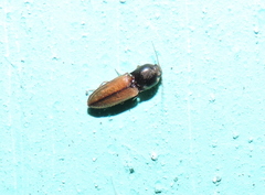 Cardiophorus