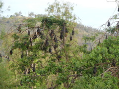 Pteropus poliocephalus