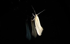 Tingena chloradelpha