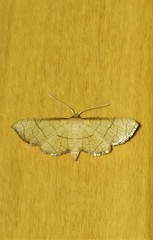 Hypolamprus ypsilon