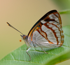 Dynamine tithia tithia