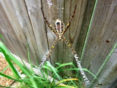 Argiope magnifica
