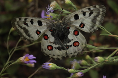 Parnassius nomion