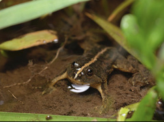 Occidozyga lima