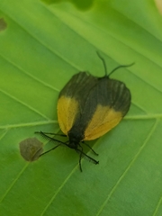 Pyromorpha dimidiata