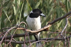 Cracticus nigrogularis