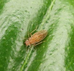 Hemipsocidae