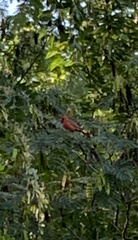 Cardinalis