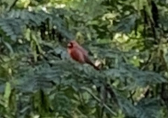 Cardinalis